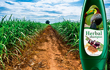 Bio-based product labels 